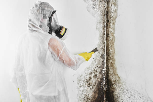 Best Office Mold Removal Services  in West Des Moines, IA