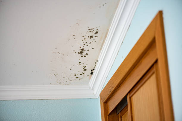 Crawl Space Mold Removal in West Des Moines, IA