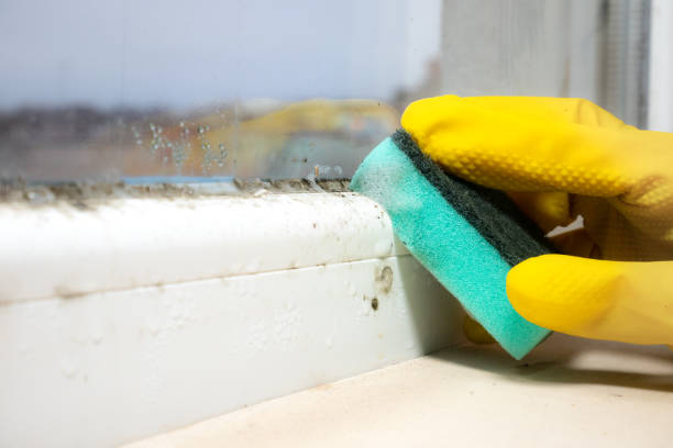 Mold Removal Process in West Des Moines, IA
