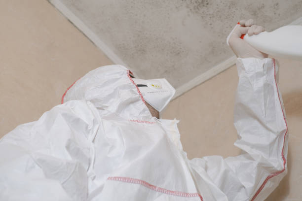 Trusted West Des Moines, IA Mold Removal Experts