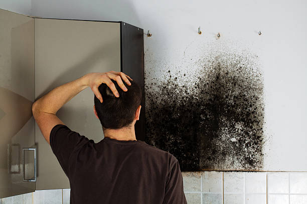 Best Commercial Mold Removal  in West Des Moines, IA