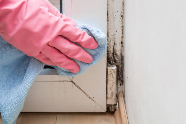 Best Black Mold Removal  in West Des Moines, IA