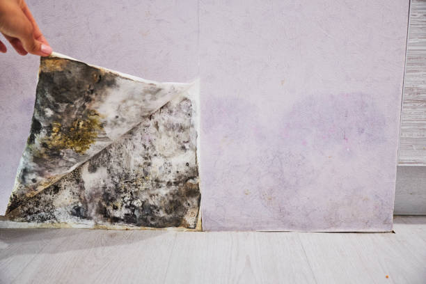 Best Toxic Mold Removal  in West Des Moines, IA
